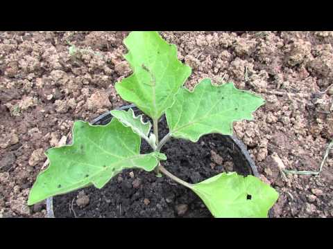 how to cure eggplant