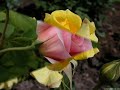 Te Ofrezco 10 Rosas Te Ofrezco 10 Rosas
