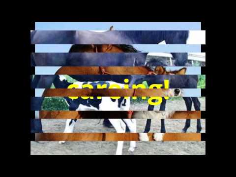 horses grand national