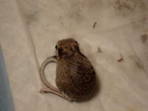 Jerboa Cleaning Gizmo