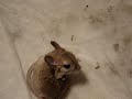 Jerboa Cleaning Gizmo