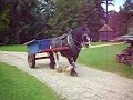 Shire Horse at Singleton