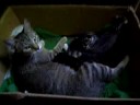 Angel and her kitties