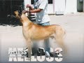 XELLOSS Gran Campeon Gran Danes en Mexico