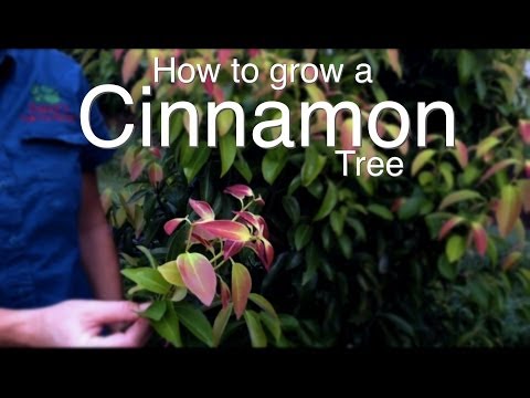 how to grow cinnamon plant