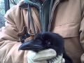 Animals at the Knoxville Zoo get a beak trim