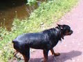 Hoss barking Hoss barking