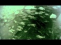 Diving the Wreck of the SS Pentyrch off Brighton with bsac 007