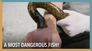 A Most Dangerous Fish!