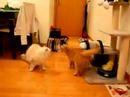 Tiger goes crazy!