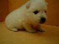 07/1-公母幼犬號-日新犬舍
