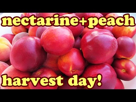 how to harvest nectarines