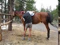 Rubin Warmblood Gelding