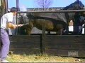 Horse kick