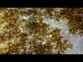 Juana Molina: Nugroove vol. 10