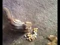 Hand Feeding a Chipmunk