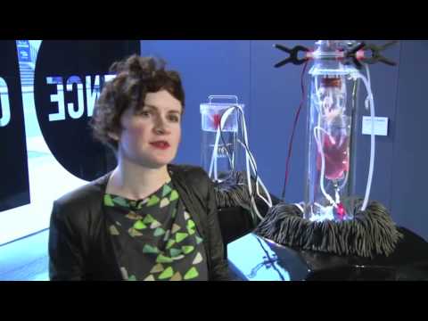 how to isolate fibroblasts from the skin