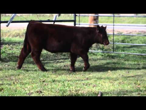BODaciousX - Bodacious x Maine/Angus.
