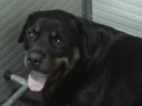 ROTTWEILER VIDEO LETTERA O 2008 ROTTWEILER VIDEO LETTERA O 2008
