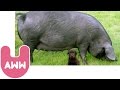 Pig Adopts Dogs