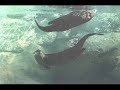 Otter Medicine: Native American Flute - Blues MAMA Original