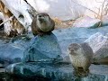 Blues MAMA Original: Otter Medicine Music NA Flute/Drum Blues MAMA Original: Otter Medicine Music NA Flute/Drum