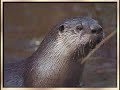 Otter Medicine: Native American Flute - Blues MAMA Original