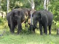 Indian Wildlie ( Elephants )