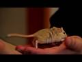 Pet Rodents : How to Train a Gerbil