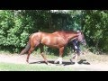 DK Racing Present Garozzo