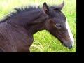 Haribo the pony loves being scratched