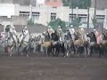 fantasia tbourida 2007 troupe abdelilah safy mohammedia fantasia tbourida 2007 troupe abdelilah safy mohammedia