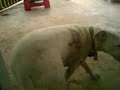 shasta - Pets Next Door