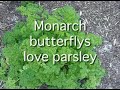 Osmocote Gardening Tip 9 Butterfly Gardening Osmocote Gardening Tip 9 Butterfly Gardening