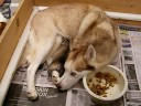 Sasha\ Sasha\