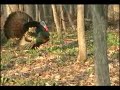 Tom Gobbler