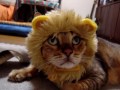 珍獣発見？！ライティー☆Kedamono capture success in phantom.