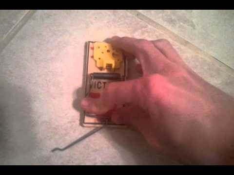 how to set a mousetrap