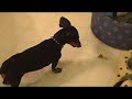 Black Dog Kills Locus Black Dog Kills Locus