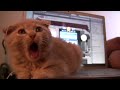 Kitten Learns Valuable Lesson. (Talking Cat)
