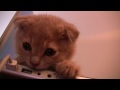 Kitten Learns Valuable Lesson. (Talking Cat)