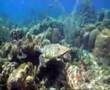 Curacao - Scuba Diving with turtle Mushroom Forrest