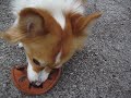 kaley corgi plays keep away with her frisbee