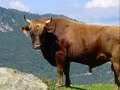 la corse la corse