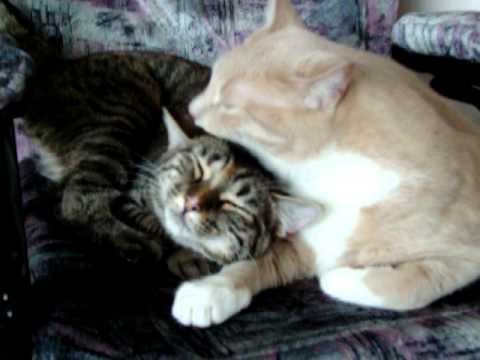 Kitty love