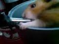 FATTY THA HAMSTER