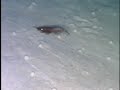 Giant Protists on the Sea Floor Giant Protists on the Sea Floor