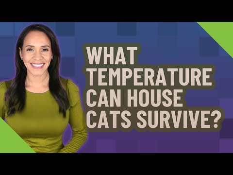 What temperature can house cats survive?