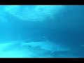 Poya Seychelles Part 3 (DANGER) Poya Seychelles Part 3 (DANGER)