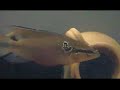 pair of pike cichlids Crenicichla sp. 2 http://cmcas.com.br